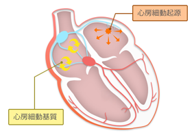 心房細動の起源と基質